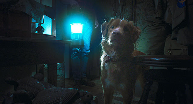 【公開前レビュー】映画『GOOD BOY/グッド・ボーイ』（Lv.4）「見えているのに伝えられない」絶望が襲う異色ホラー
